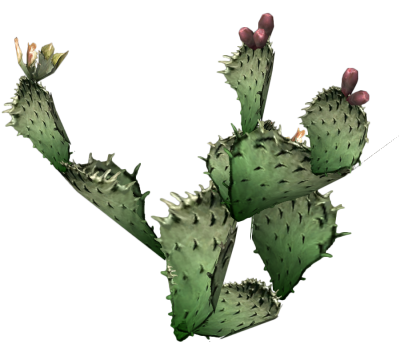 Cactus Clipart PNG Photos PNG Images