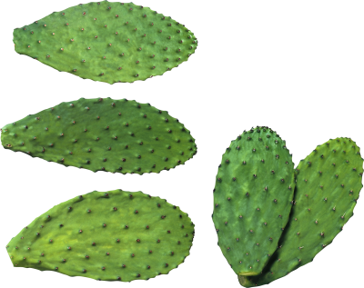 Cactus Background PNG Images