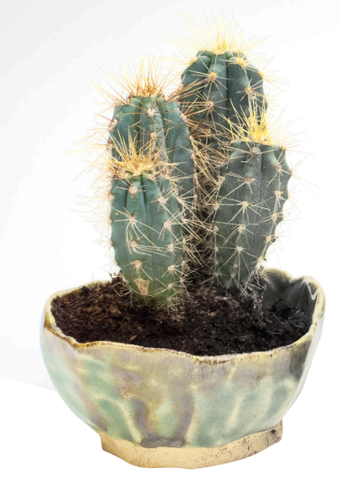 Cactus Amazing Image Download PNG Images