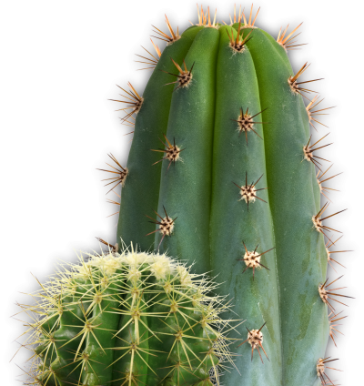 Cactus Clipart PNG File PNG Images
