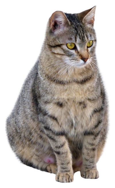 Cat PNG Icon PNG Images