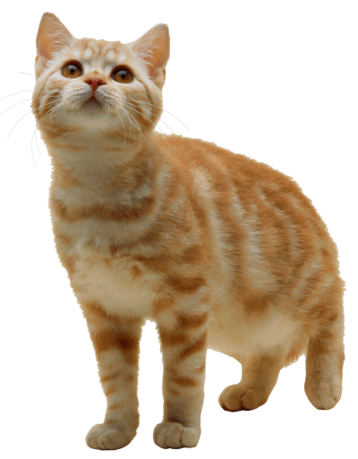 Cat Free Cut Out PNG Images