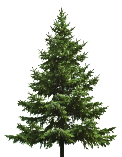 Christmas Tree Photos PNG Images