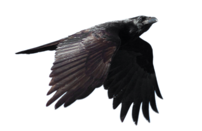 Crow HD Image PNG Images