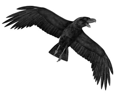 Crow Free PNG PNG Images