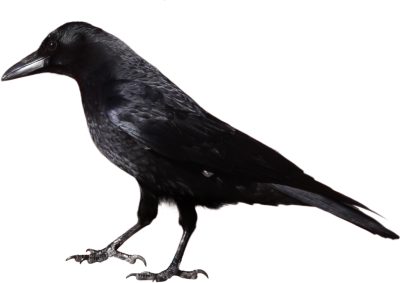 Crow Wonderful Picture Images PNG Images