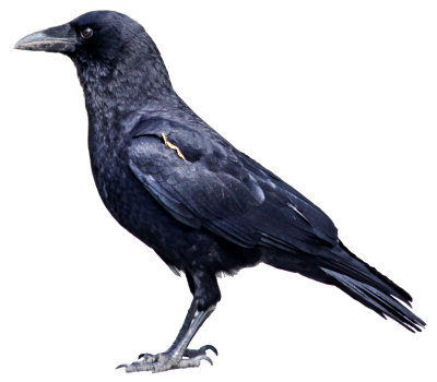 Crow Transparent Image PNG Images
