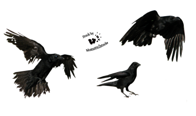 Crow Photos PNG Images