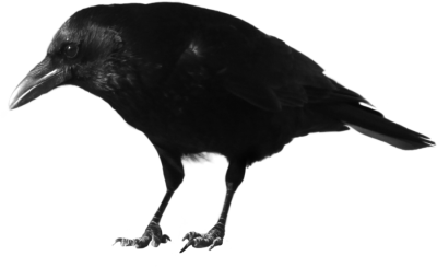 Crow High Quality PNG PNG Images