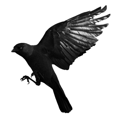 Crow Png PNG Images