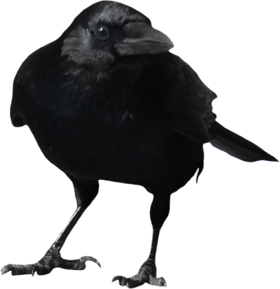Crow PNG Picture PNG Images