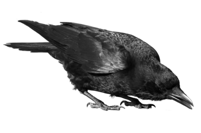 Crow Transparent Background PNG Images