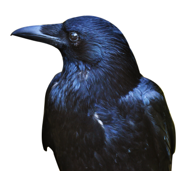 Crow Free Cut Out PNG Images
