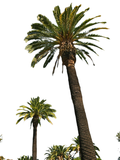 Date Palm Background PNG Images