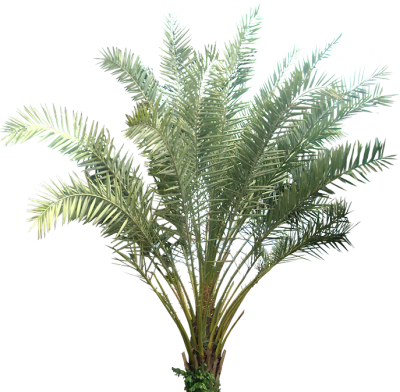 Date Palm Cut Out PNG Images