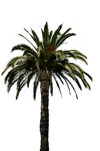 Date Palm Trees HD Image PNG Images