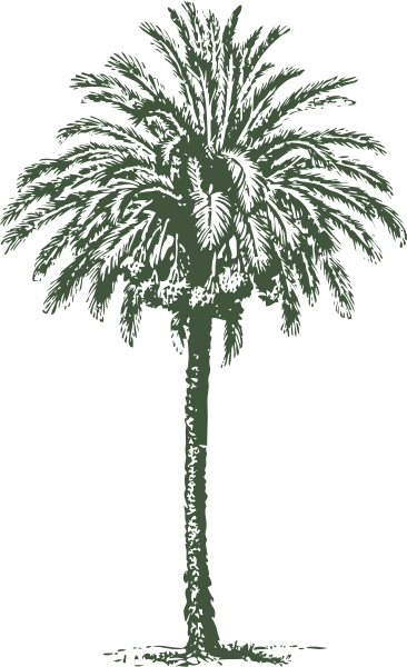 Date Palm High Quality PNG PNG Images
