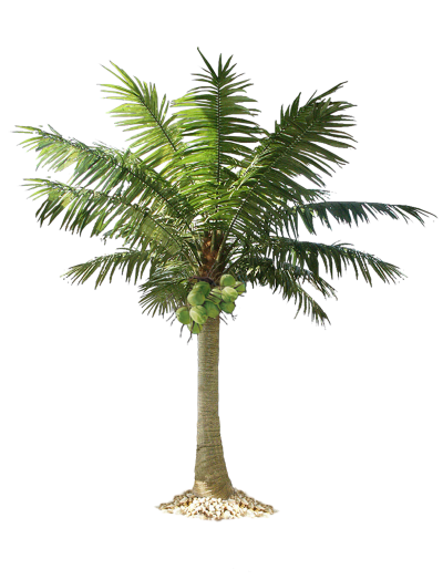 Tree Date Palm Photos PNG Images