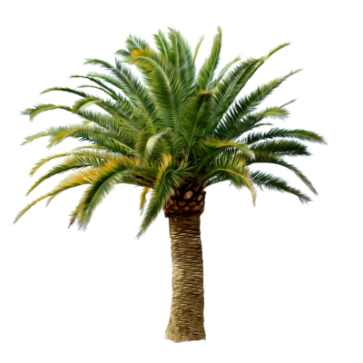 Date Palm Tree Picture PNG Images