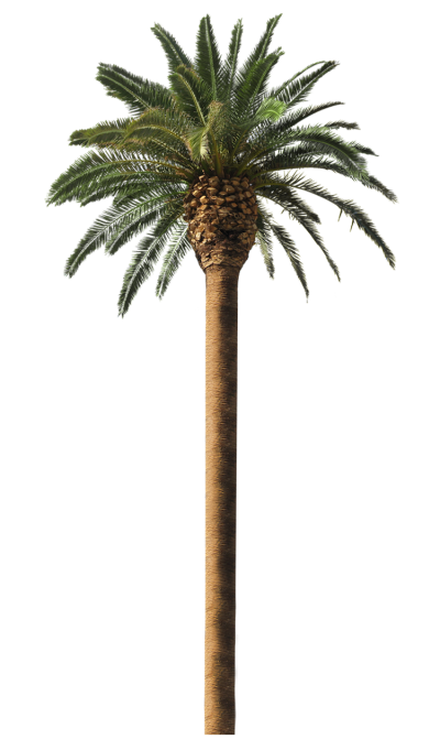 Date Palm Free PNG PNG Images