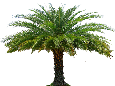 Date Palm Free Download Transparent PNG Images
