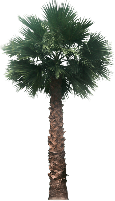 Date Palm PNG Picture PNG Images