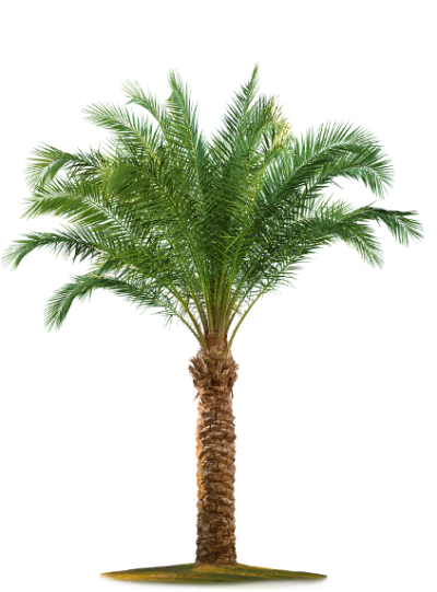Date Palm Vector PNG Images