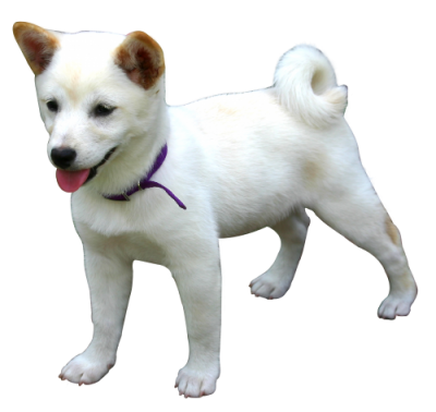Clipart Dog Photo PNG Images