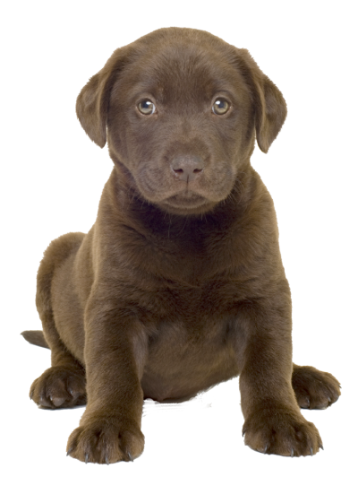 Download DOG Free PNG transparent image and clipart