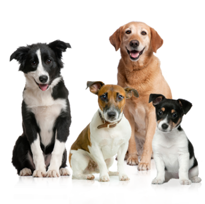 Dog Amazing Image Download 27 PNG Images