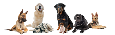 Dog Groups Png PNG Images