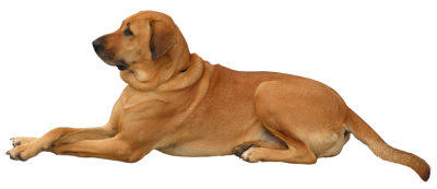 Dog Transparent Picture PNG Images