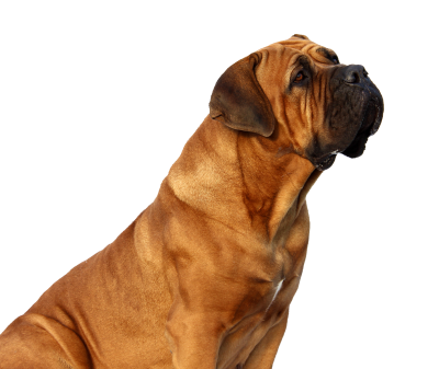 Picture Dog PNG Images