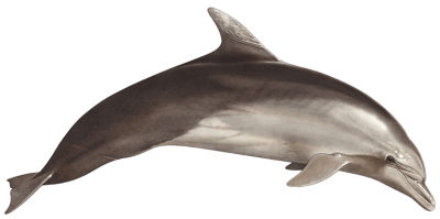 Brown Cute Dolphin Hd Transparent PNG Images