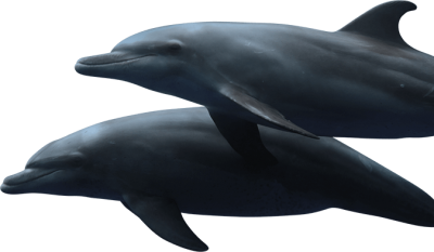 Cute Binary Dolphins Hd Transparent PNG Images