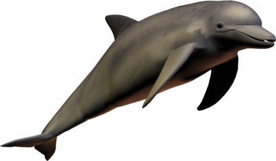 Cute Dolphin Illustration Transparent Free PNG Images