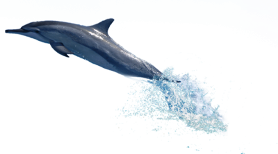 Dolphin Swimming With Water Behind Transparent Hd PNG Images