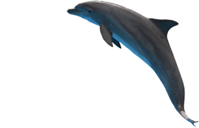 Jumping Dolphin Transparent Png PNG Images