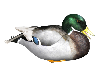 Duck Picture PNG Images