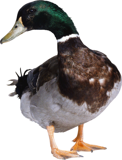 Duck Cut Out PNG Images