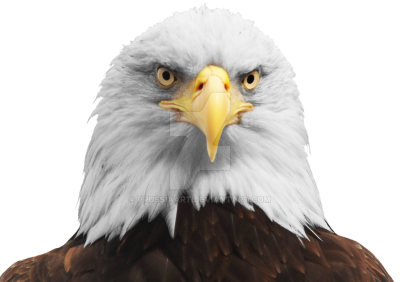 Download EAGLE Free PNG transparent image and clipart