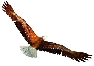 Eagle Images PNG PNG Images