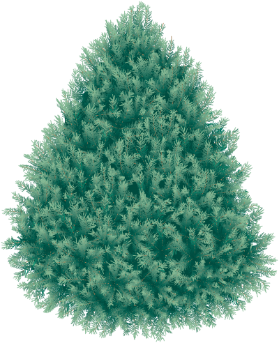 Blue Fir Tree Picture Hd Png PNG Images
