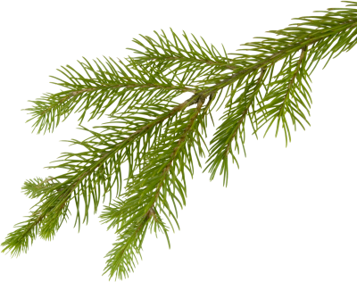 Cut Out Green Yellow Fir Tree Free Transparent PNG Images