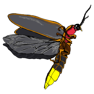 Firefly Icon Clipart PNG Images
