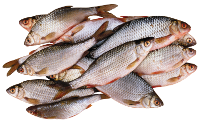 Download Fish PNG PNG Images