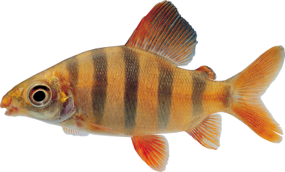 Fish Amazing Image Download PNG Images