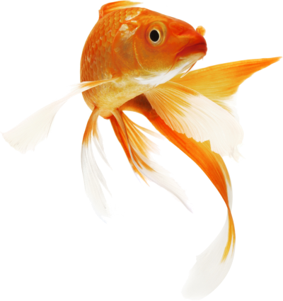 Fish Clipart Icon PNG Images