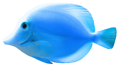 Fish High Quality PNG PNG Images