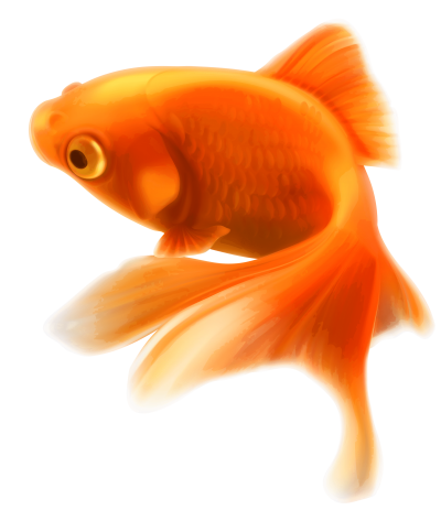 Picture Fish PNG Images